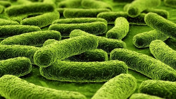 Возбудитель заболевания – микроорганизм из группы микобактерий (фото: www.fishki.net)