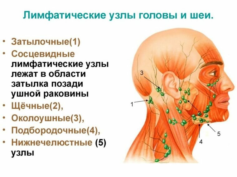 Лимфоидная система головы и шеи (фото: www.cf.ppt-online.org)